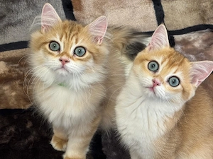 Außergewöhnliche BKH BLH Kitten