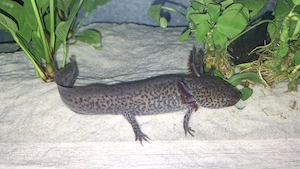 Axolotl Wildling 20 cm groß 