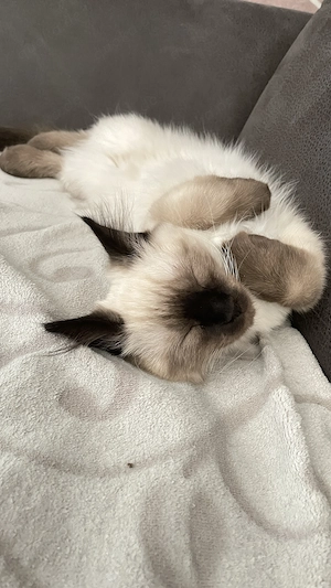 Siam-Mix Kätzchen, babykäzchen, kitten
