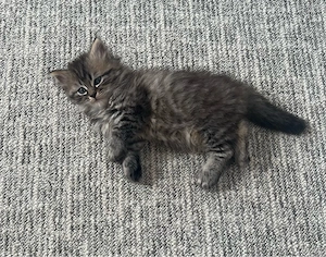 Wunderschöne Perserkatzen  