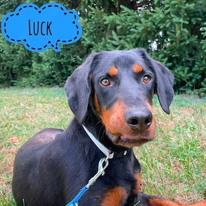 Luck, lieber, neugieriger und aktiver Rüde
