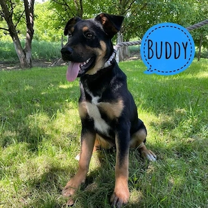 Buddy, fröhlicher, sozialer, verspielter und bildhübscher Jungrüde