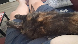 SUCHE Kater zum decken
