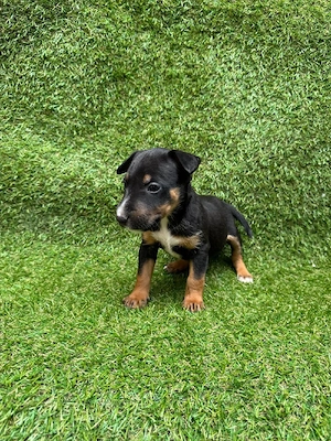 Sportliche Minibullterrier