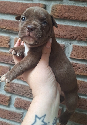 Reinrassige American Bully Welpen suchen ihr Zuhause