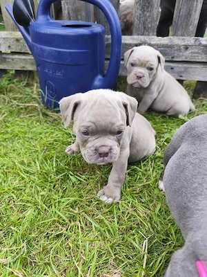 Old English Bulldog Welpen 