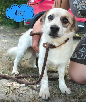 Alfie, fröhlicher, aufgeweckter, liebenswerter kleiner Mischling