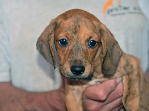 Pucci sucht sein Zuhause (noch auf Sardinien)