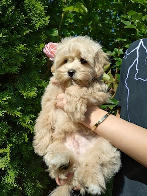 Maltipoo Welpen (letzter Rüde)
