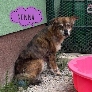 Nonna, bildhübsche Mischlingshündin braucht dringend und endlich ein Zuhause