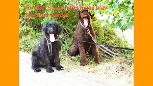 Labradoodle Welpen F1 schwarz weiblich mit Ahnentafel freut sich auf ihre Lieblingsmenschen