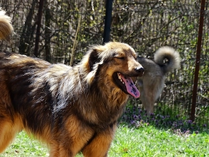 2j Collie Mix Rüde bundesweit ausreisebereit aus Kroatien 