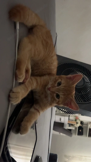    Liebevolles Zuhause für jungen Kater gesucht   
