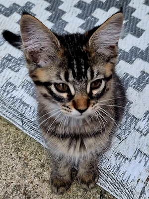 Maine Coon Norweger Mix Mädel