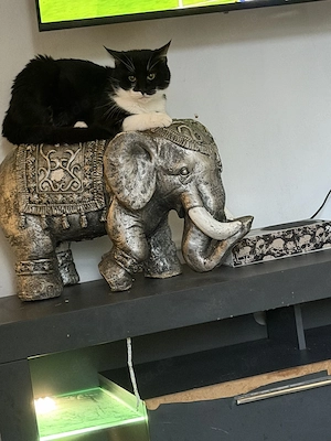 kater abzugeben 