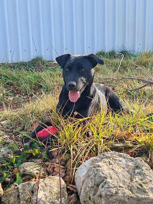 1j Labrador Mix Rüde bundesweit ausreisebereit aus Kroatien 
