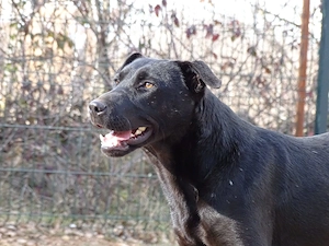 1j Labrador Mix Rüde 20kg 50cm BUNDESWEIT ausreisebereit  