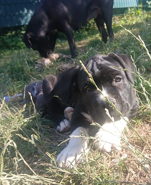Carne Corso Presa Canario Welpen
