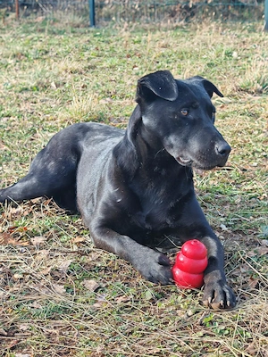 1j Labrador Mix Rüde 20kg 50cm BUNDESWEIT ausreisebereit  