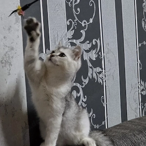 Schöne-BKH-Kater