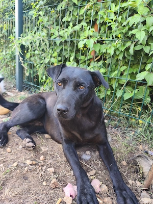 1j Labrador Mix Rüde bundesweit ausreisebereit aus Kroatien 