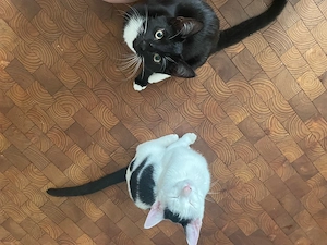 Zwei kater zu verkaufen 