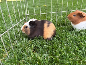 Kastrierte Meerschweinchen Böcke