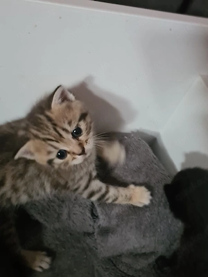 Reinrassige British Kurzhaar Kitten Bkh