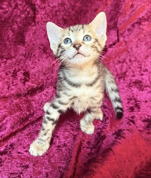 Bengal-Kitten mit Stammbaum
