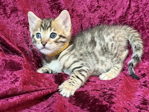 Bengal-Kitten mit Stammbaum