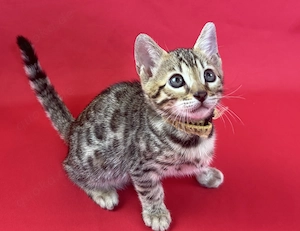 Bengal-Kitten mit Stammbaum
