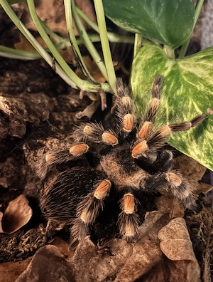 2 vogelspinnen abzugeben 