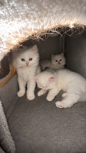 Bkh-kitten
