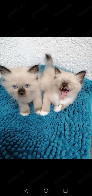 2 Heilige birma kitten 