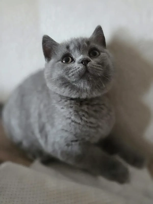Hurra! Wir sind abholbereit! BKH Kitten abzugeben.