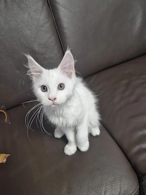 Reinrassiges Maine Coon Mädchen in liebevolle Hände abzugeben