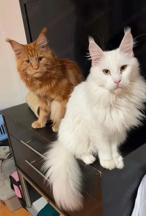 Reinrassiges Maine Coon Mädchen in liebevolle Hände abzugeben