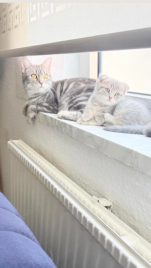 2 Süße Britisch Kurzhaar ne Kitten suchen ein liebevolles Zuhause