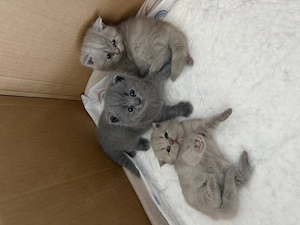 Britisch Kurzhaar Kitten (BKH) suchen ein liebevolles Zuhause