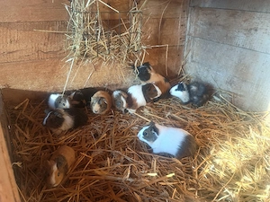 hübsche Meerschweinchen Mädels abzugeben  Bild 3