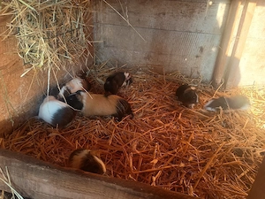 hübsche Meerschweinchen Mädels abzugeben  Bild 4
