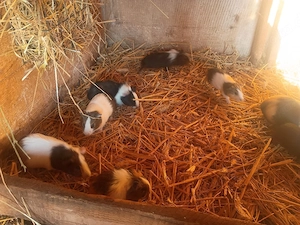 hübsche Meerschweinchen Mädels abzugeben 