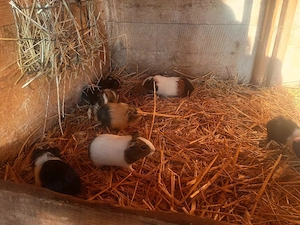 bunte Meerschweinchen Mädels abzugeben!
