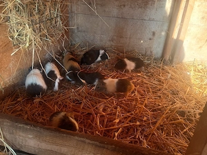 hübsche Meerschweinchen Mädels abzugeben  Bild 2
