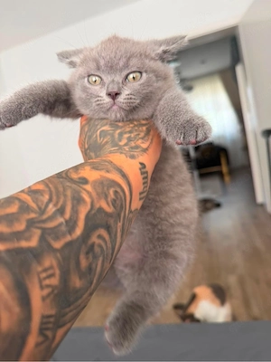 2 Süße Britisch Kurzhaar  Kitten suchen ein liebevolles Zuhause