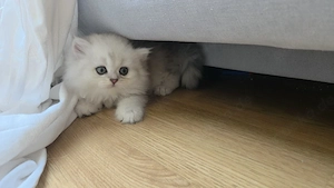 Britisch Langhaar Kater sucht ein liebevolles Zuhause
