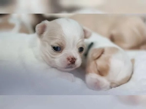 Wunderschöne Chihuahua-Welpen bereit für ihr neues Zuhause
