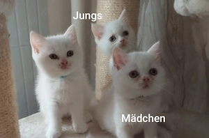 Perser-BKH -Mix Kitten