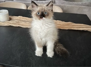 Wundervolle Heilige Birma-Ragdoll Kitten ab Juli 2026