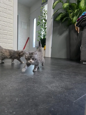 Maine coon kitten 